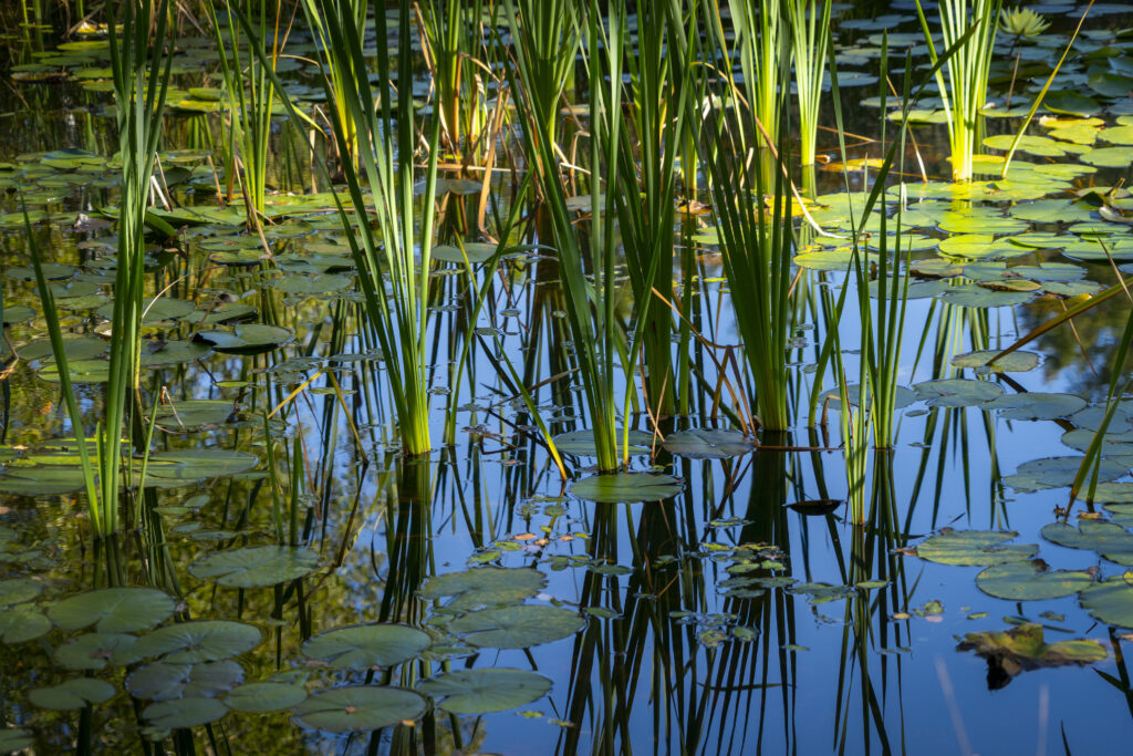 Lush green grass and broad leaves rise from tranquil pond with clear reflections in swamp wallpaper