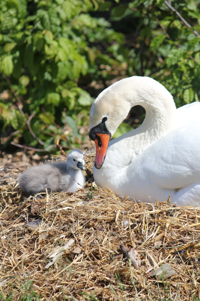 Serene Mute Swan Mother with Cygnet on Straw amidst Lush Greenery Wallpaper
