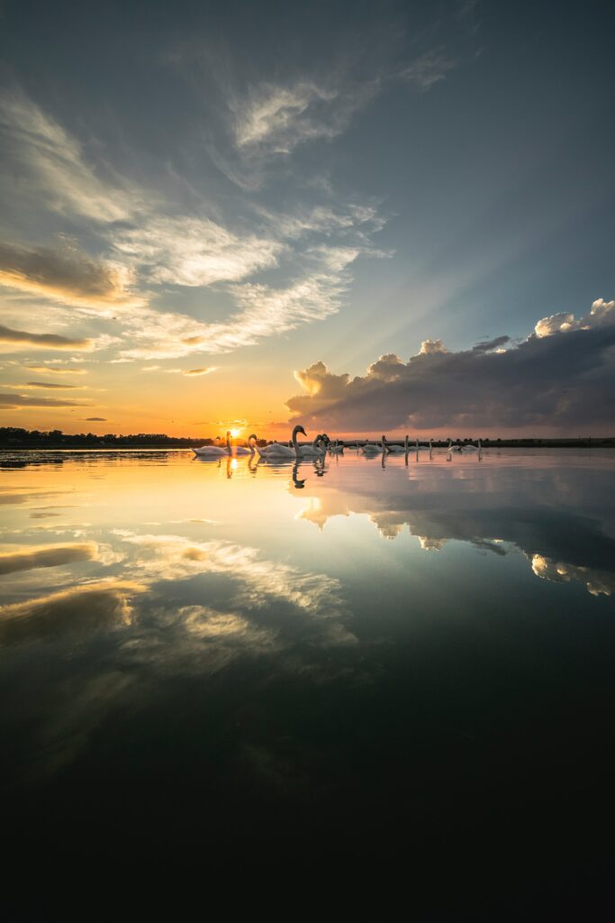 Serene swans gliding on still lake at sunset with golden sky and dramatic cloud reflections wallpaper