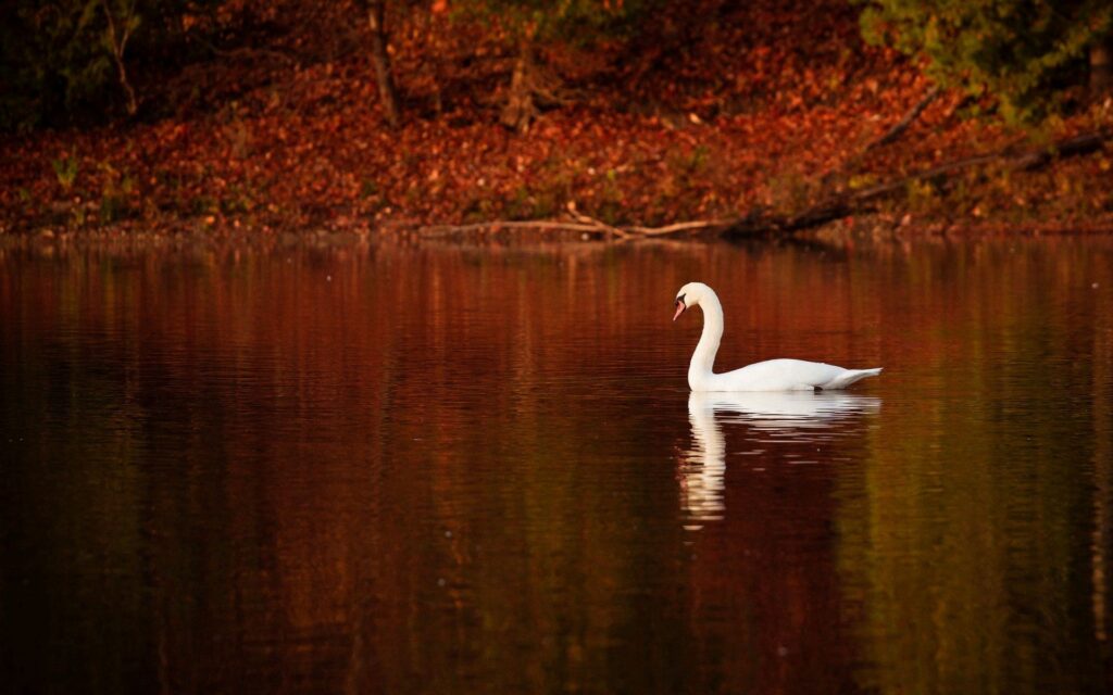 Serene Swan in Autumn Reflections - Tranquil Landscape Wallpaper