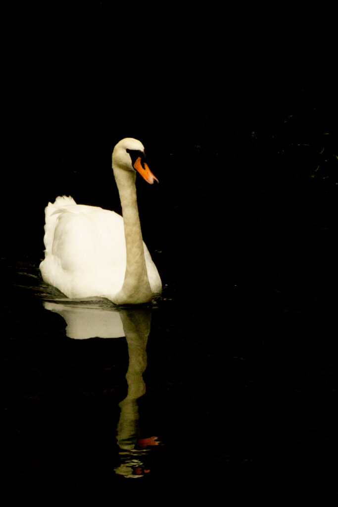 Tranquil Swan Reflection Wallpaper for Serene Background