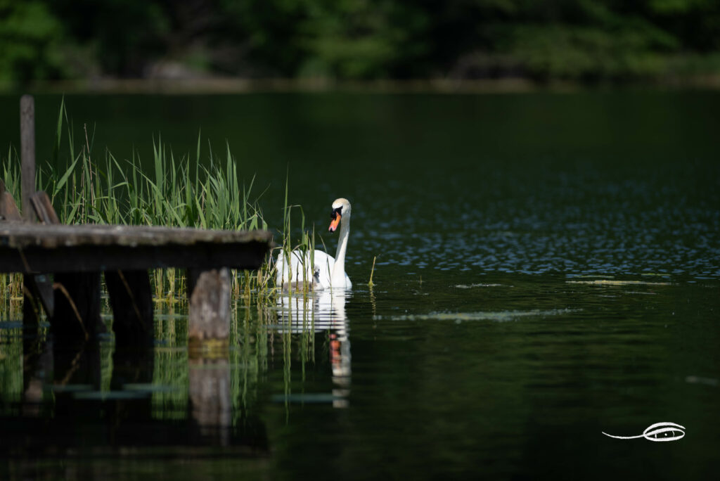 Tranquil Swan Wallpaper: Serene Pond Scene with Rustic Pier
