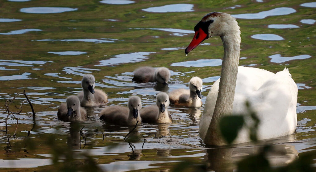 Serene Wallpaper: Mother Swan and Cygnets in Tranquil Waters