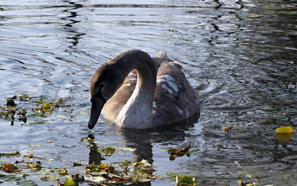 Serene Swan Wallpaper: Tranquil Lake Scene with Gentle Ripples
