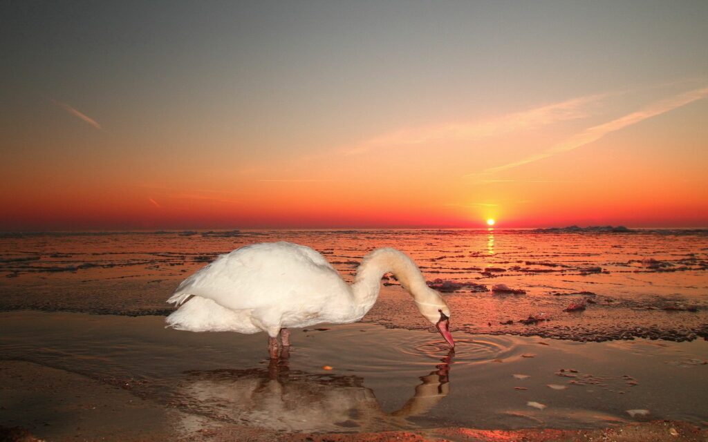 Serene Swan Sunset Wallpaper: Tranquil Nature Background