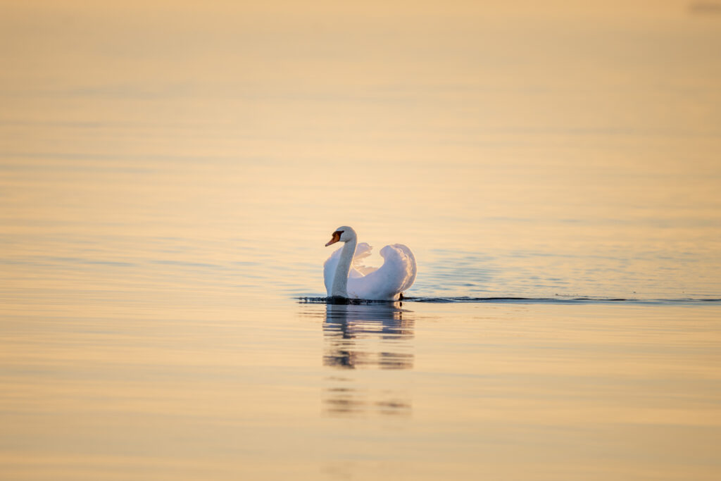 Serene Swan Wallpaper: Tranquil Water & Sunset Reflection