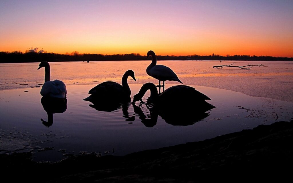 Serene Swans at Sunset: Tranquil Nature Wallpaper Background