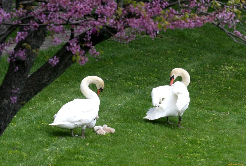 Serene Swans and Cygnets on Lush Green Lawn - Peaceful Background Wallpaper