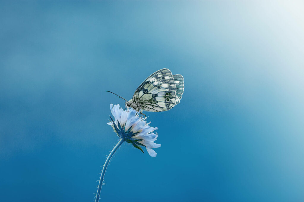 A Serene Sight: Exquisite Butterfly Gracefully Pollinating Amidst a Clear Blue Sky Wallpaper