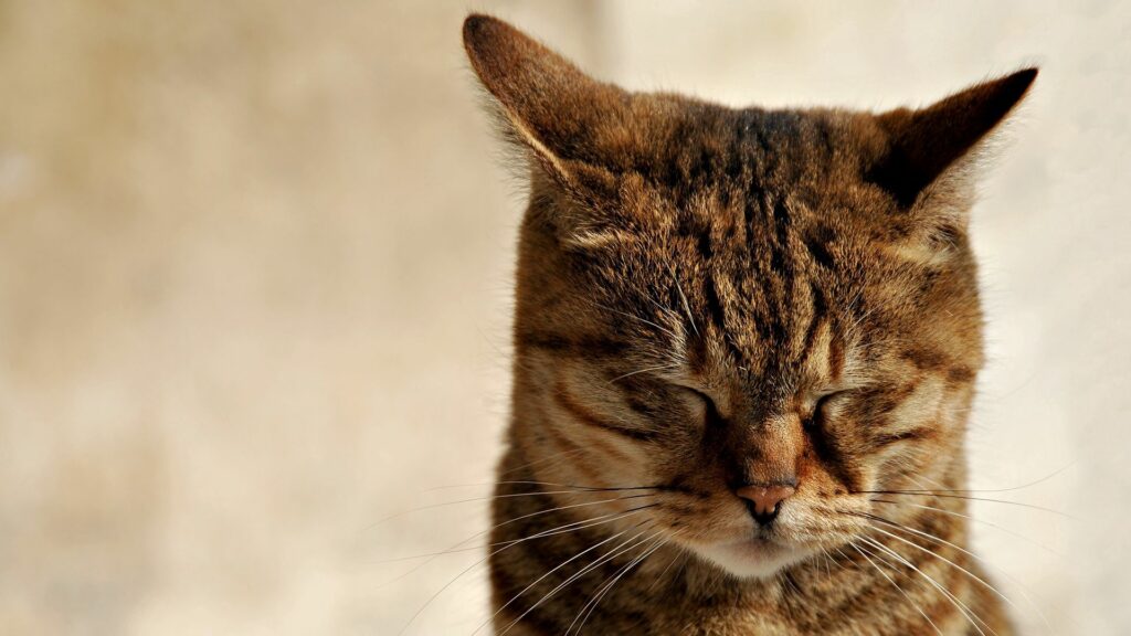 Serene Tabby Cat Wallpaper: Peaceful Sleep at 1920x1080