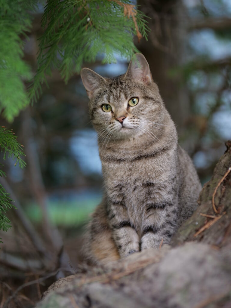 Serene Tabby Cat in Lush Greenery - Tranquil Nature Wallpaper
