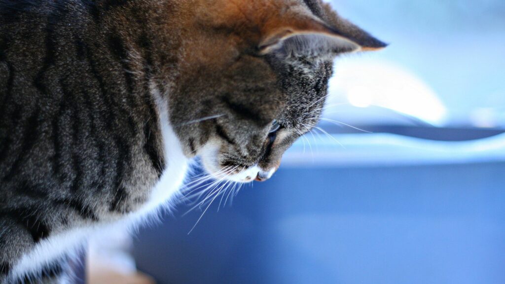 Serene Brown and White Tabby Cat Wallpaper - Peaceful Reflection