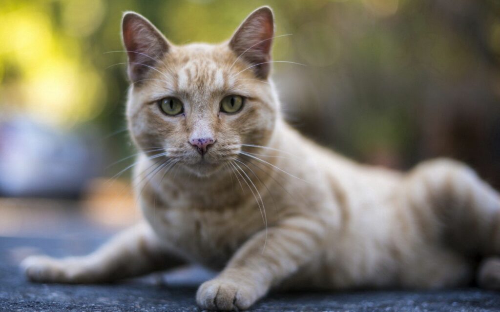 Serene Tabby Cat Wallpaper: Soft Lighting & Intense Gaze