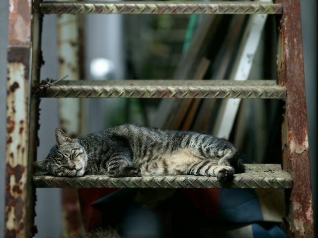 Rustic Charm: Serene Tabby Cat on Weathered Metal Steps Wallpaper