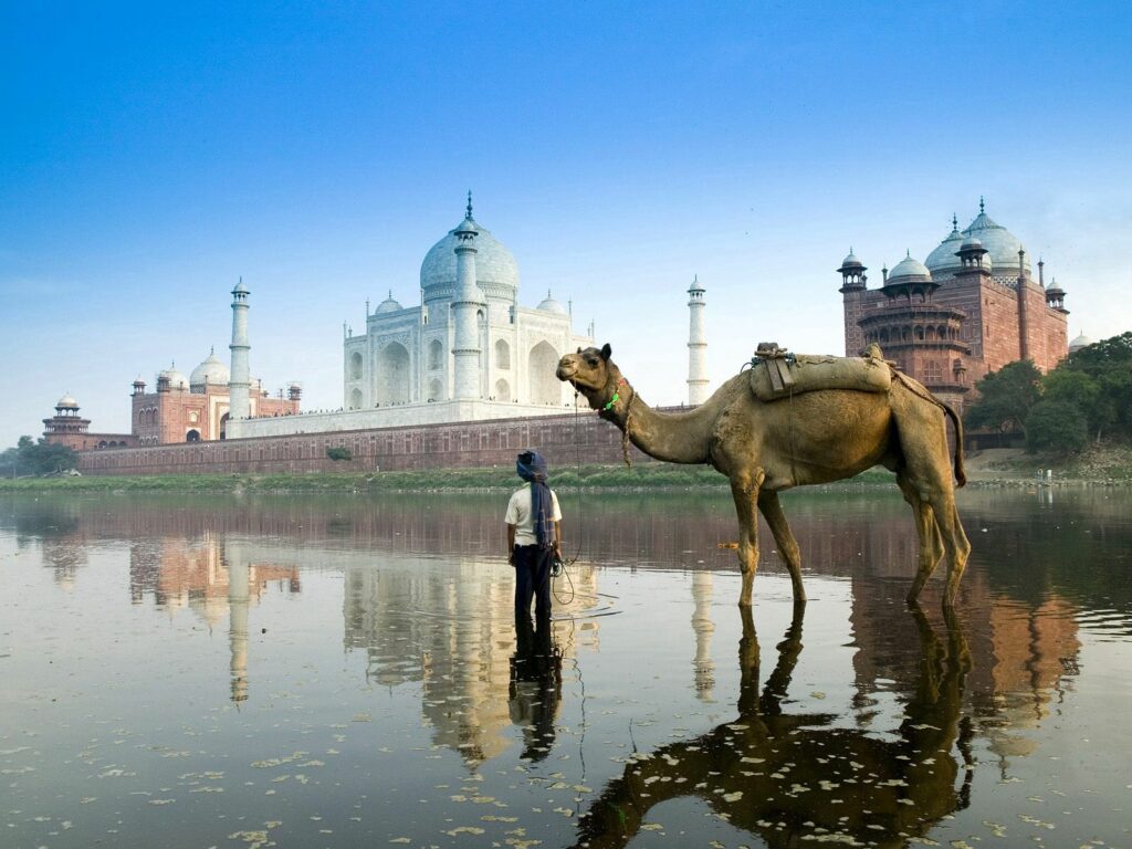 Serene Taj Mahal Wallpaper: Camel by Reflective Waters