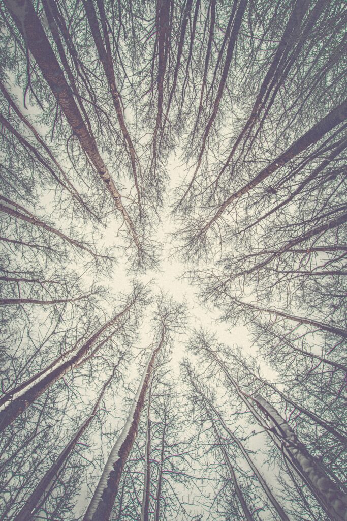 Bottom view of tall bare trees reaching toward bright overcast sky serene woodland wallpaper background