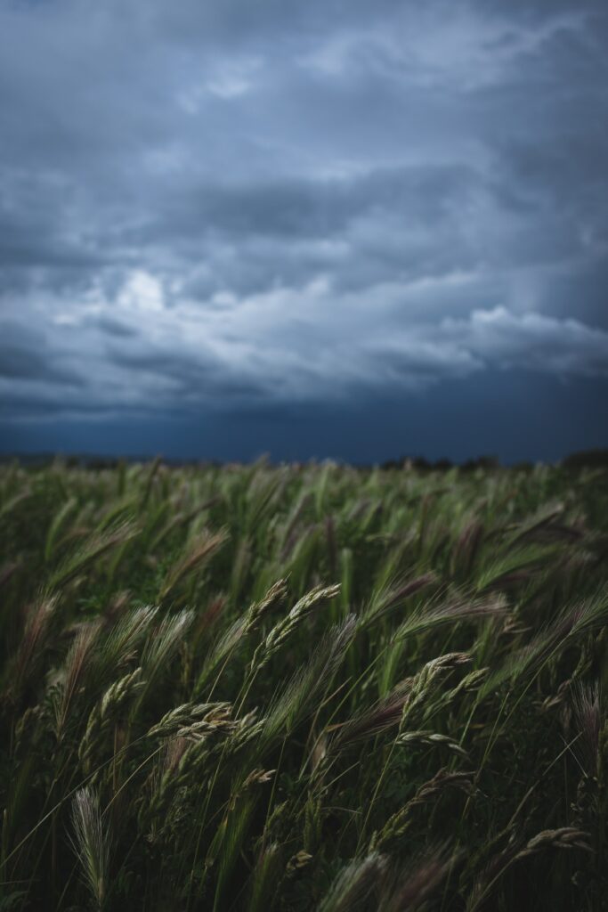 Serene field with tall grass swaying under dramatic cloudy sky natural landscape wallpaper