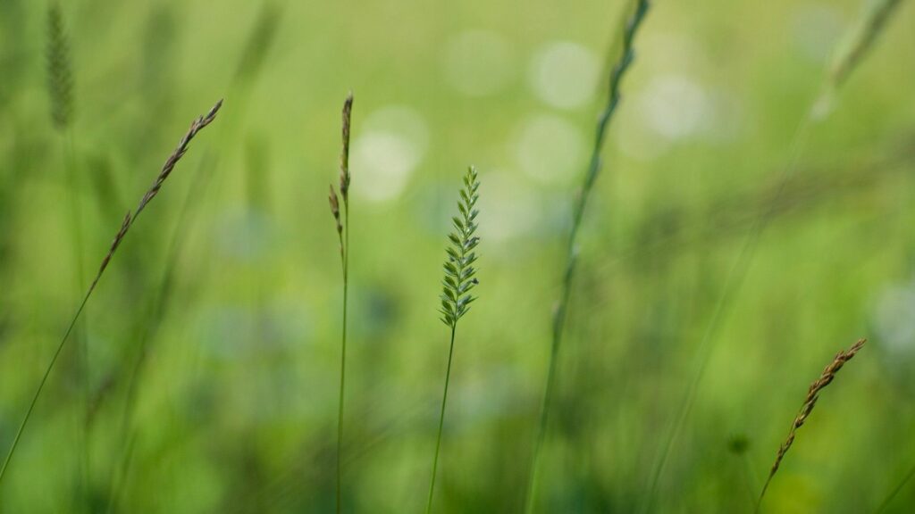Serene Tall Grass Wallpaper with Soft, Blurred Natural Light Background