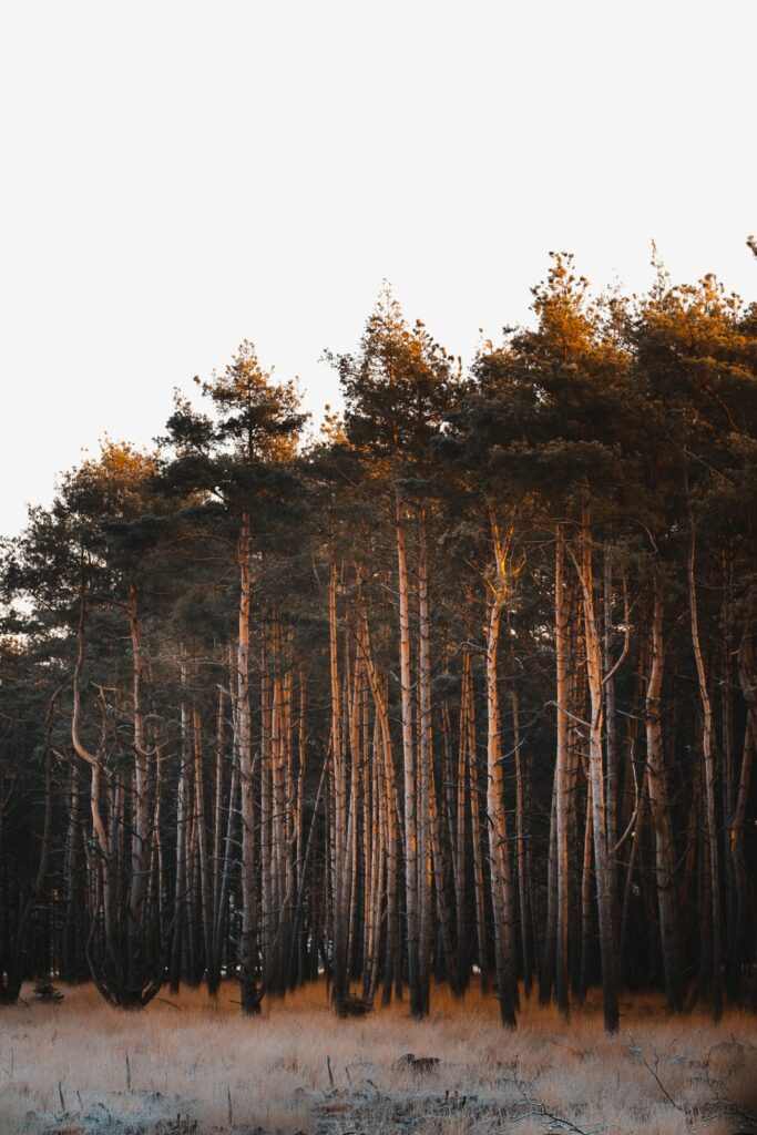 Serene forest wallpaper with tall slender trees golden sunlight soft grass and clear pale sky background