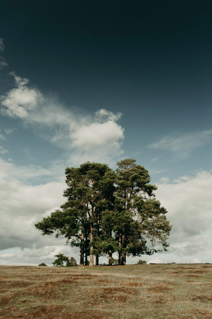 Tall trees in open green field under blue sky with fluffy clouds peaceful nature wallpaper