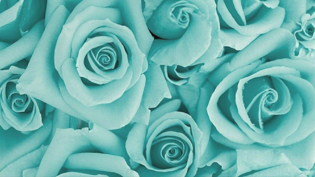 Teal Rose Wallpaper: Serene, Elegant Background for Your Laptop