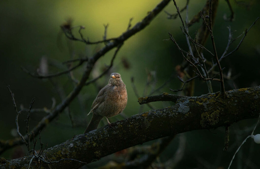 Tranquil Thrush Bird Wallpaper: Nature's Serene Background
