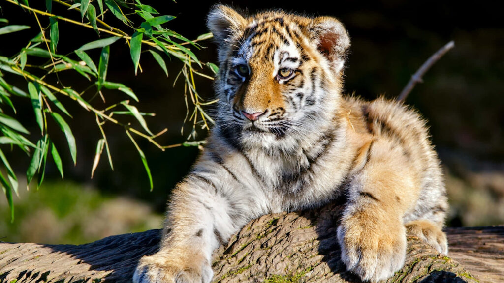 Serene Tiger Cub Wallpaper Amid Lush Greenery for Nature Lovers