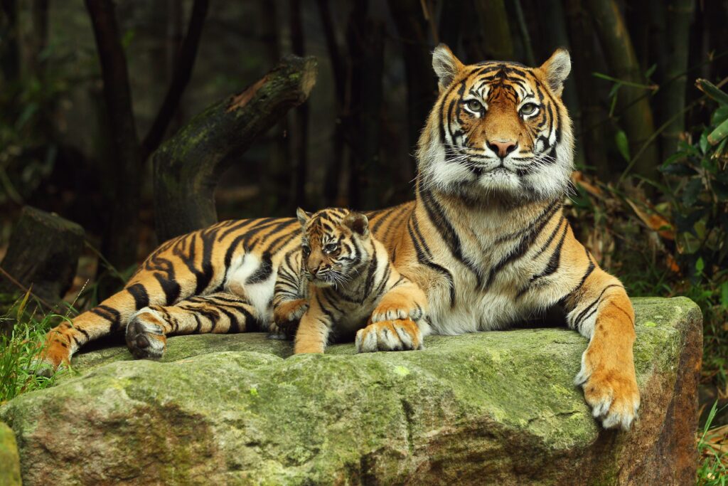Serene Tiger and Cub Bond in Nature - Beautiful Wildlife Wallpaper