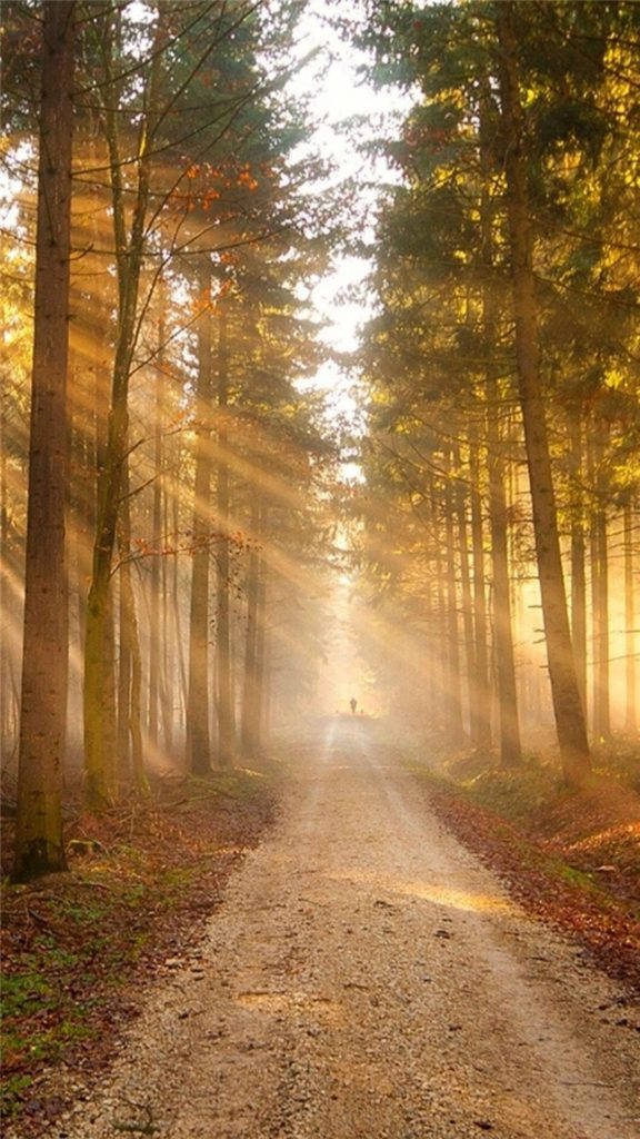 Tranquil gravel path in sunlit timber forest with golden rays and lone figure walking serene wallpaper