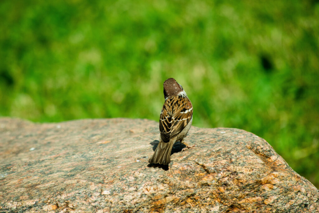 Serene Tiny Brown Bird on Sunlit Rock Amidst Vibrant Green Background Wallpaper