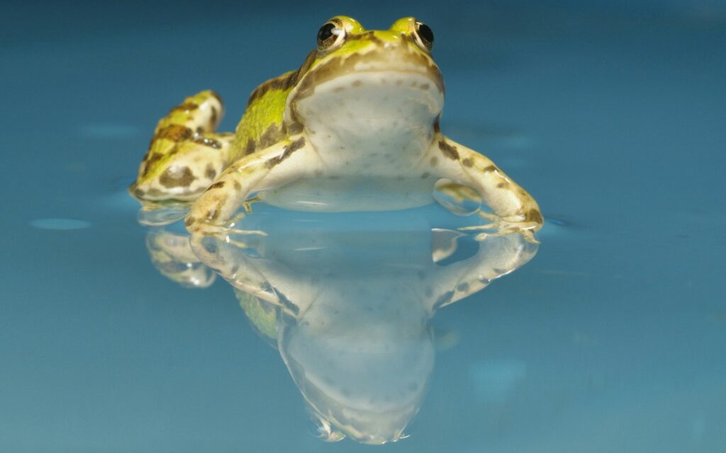Serene Toad Wallpaper: Vibrant Reflection on Calm Water Surface