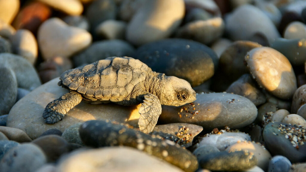 Serene Tortoise Among Pebbles - Aesthetic Nature Wallpaper