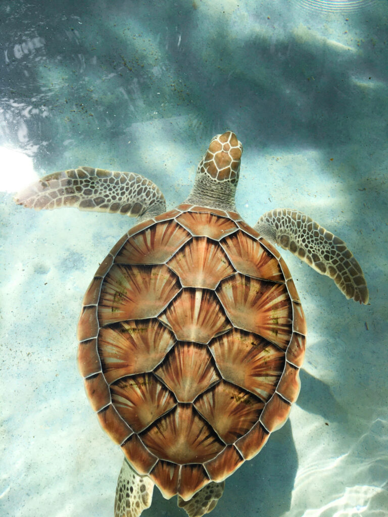 Serene Tortoise Swimming in Azure Waters - Captivating Wallpaper