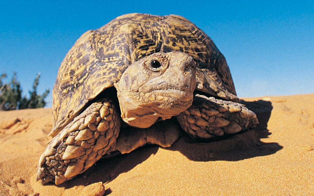 Serene Tortoise on Sand Under Blue Sky - Desert Wallpaper