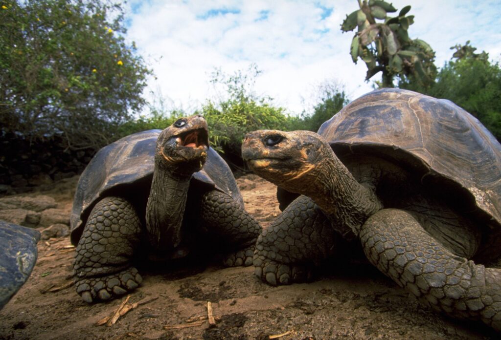 Serene Tortoise Wallpaper in Lush Natural Habitat