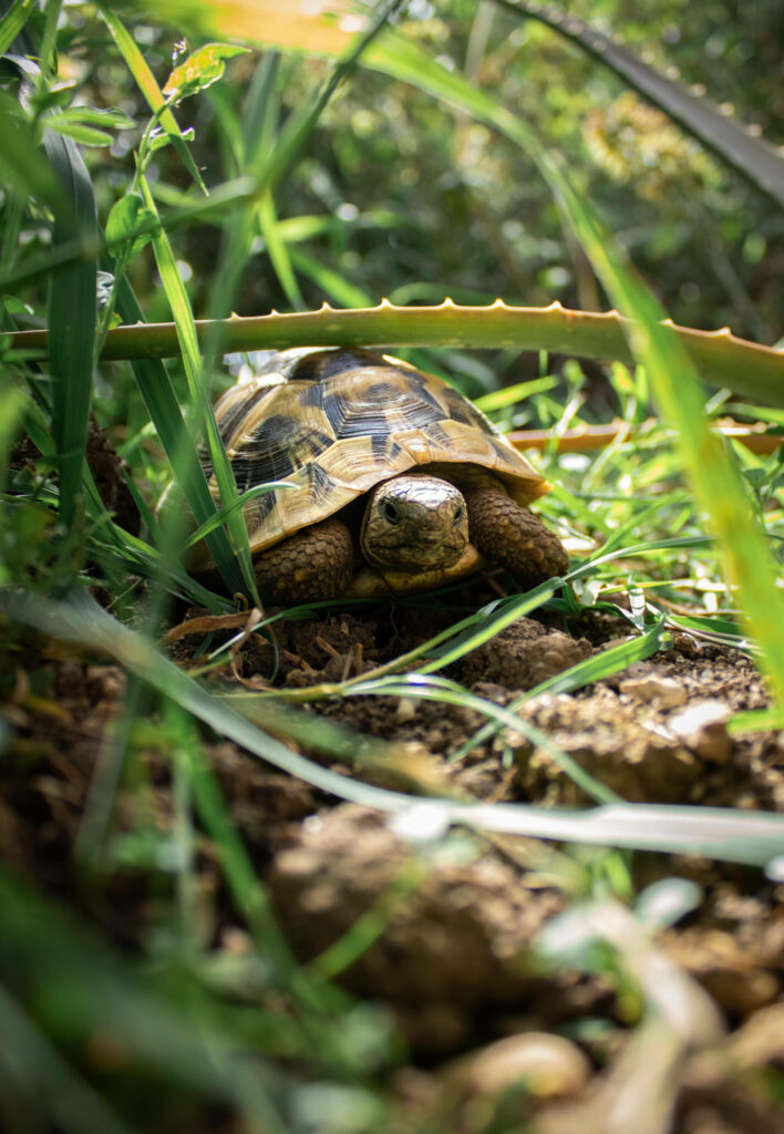 Serene Tortoise Wallpaper: Tranquil Nature Behind Grass Blades