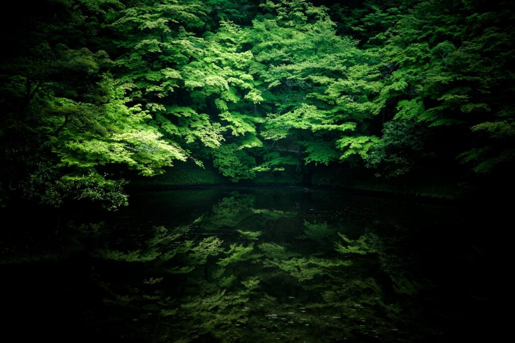 Serene river with dense green trees and leafy reflections creating a peaceful natural wallpaper