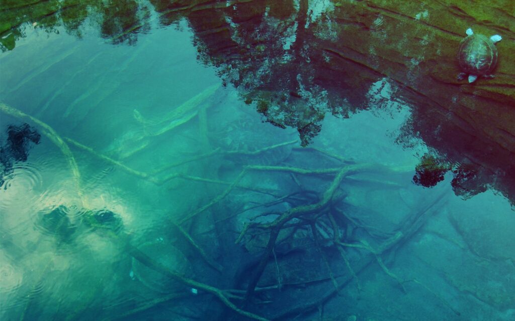 Transparent water with tangled branches and a resting turtle in tranquil blue green tones wallpaper