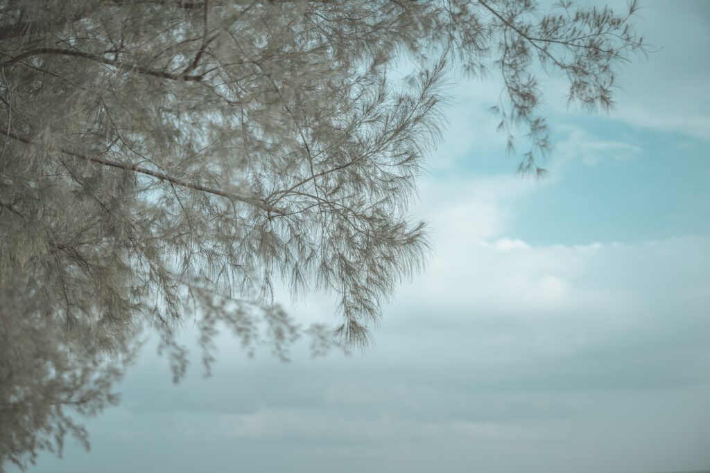 Delicate tree branches over calm water with soft reflections in a serene pastel nature scene Wallpaper
