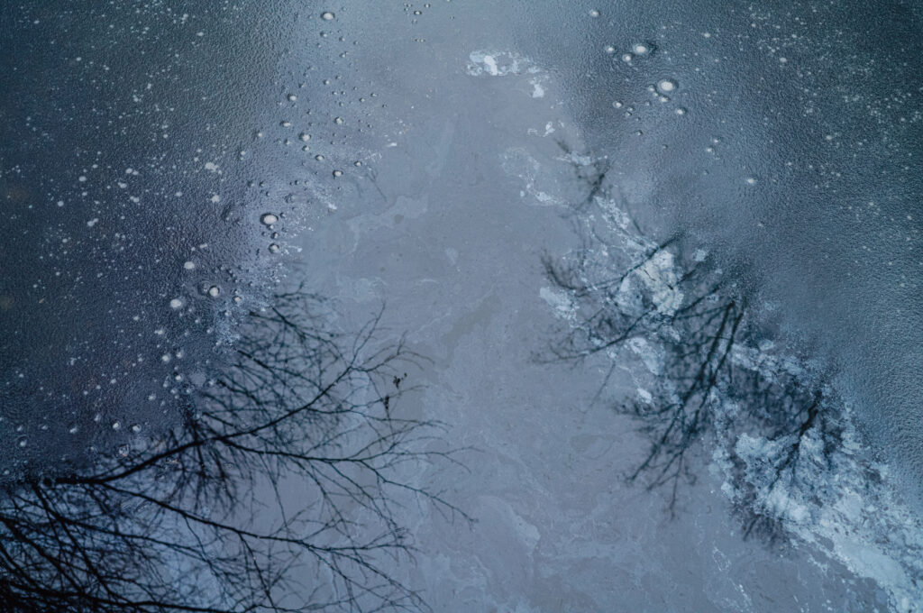 Delicate tree branches reflected on blue water with ripples and floating drops wallpaper background