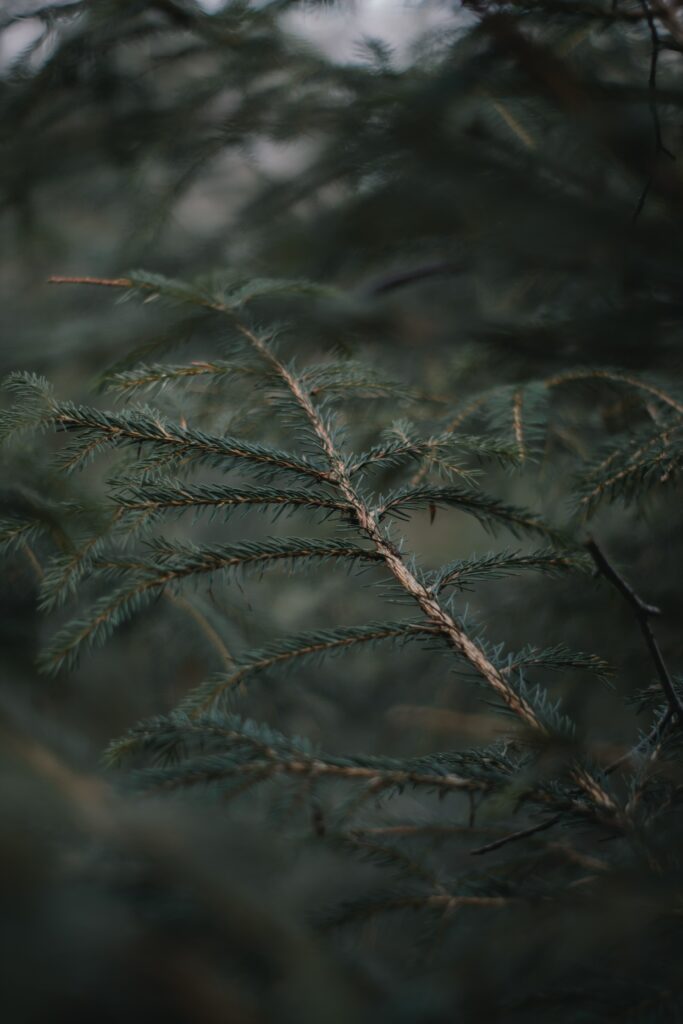 Serene Tree Branch Wallpaper: Nature's Calm Background