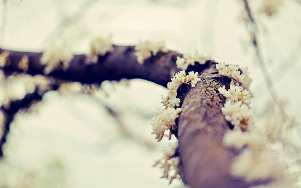 Serene Wallpaper: Close-up of Tree Branch with Delicate White Flowers
