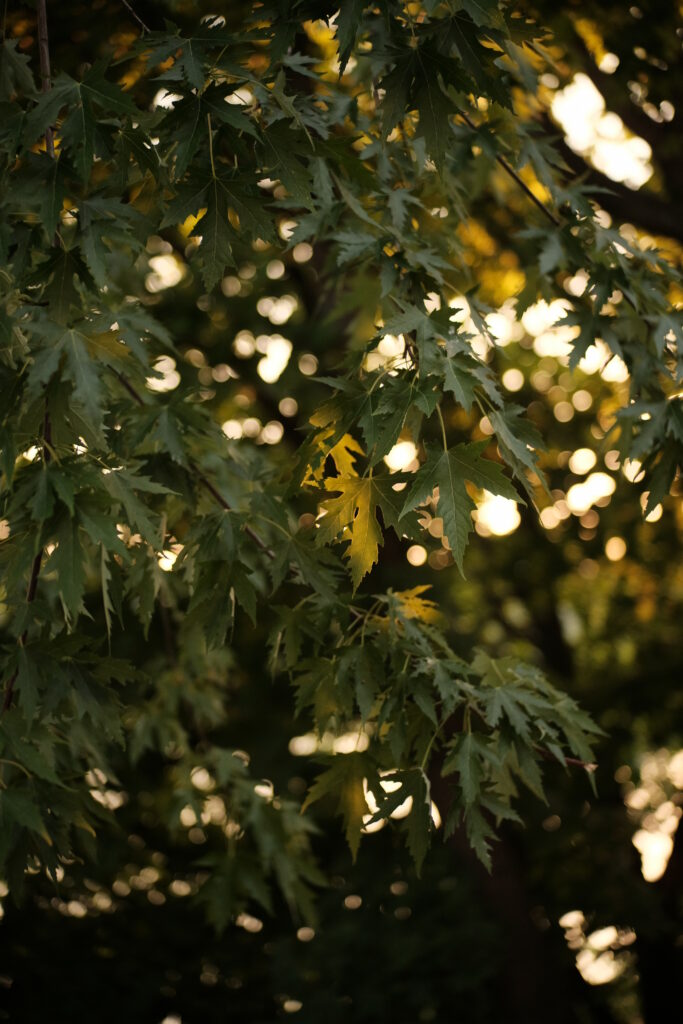 Serene Wallpaper: Close-Up of Tree Branches & Sunlit Green Leaves
