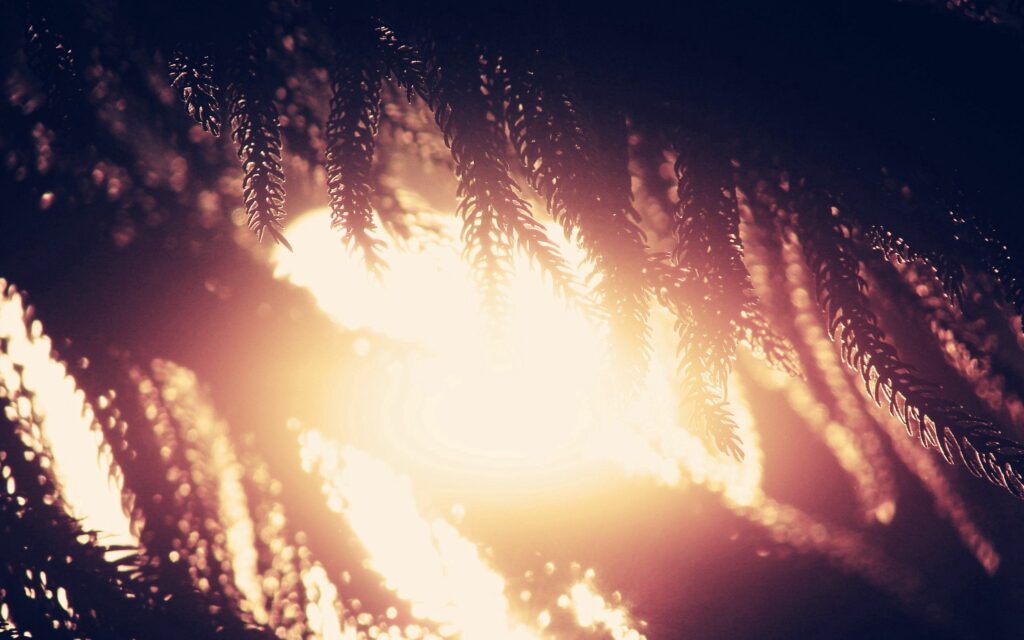 Serene Wallpaper: Tree Branches Bathed in Soft Warm Light