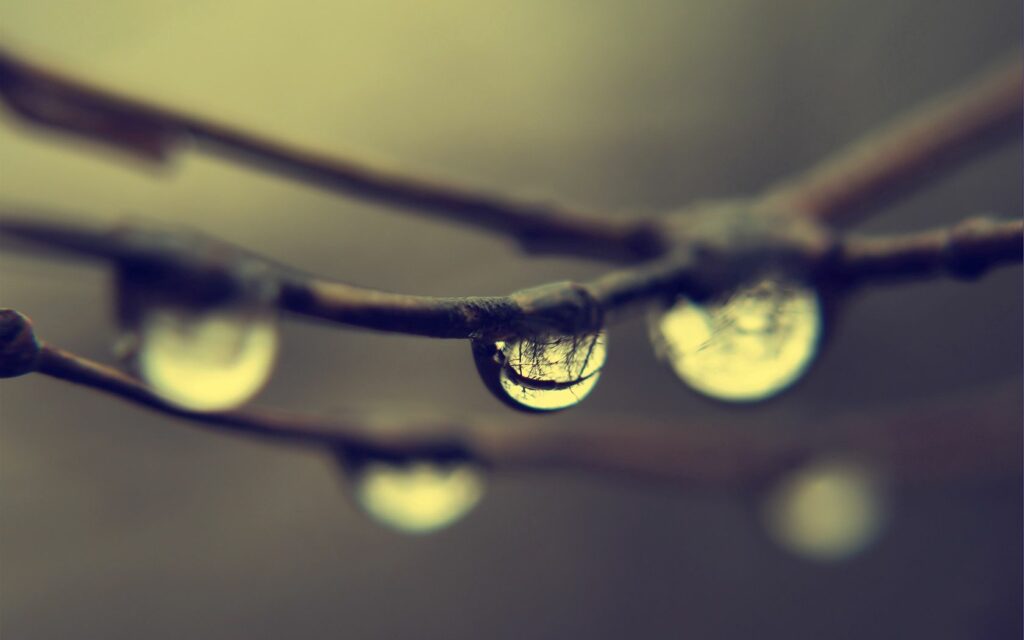 Serene Close-Up of Dew-Drop Adorned Tree Branches - Wallpaper Background