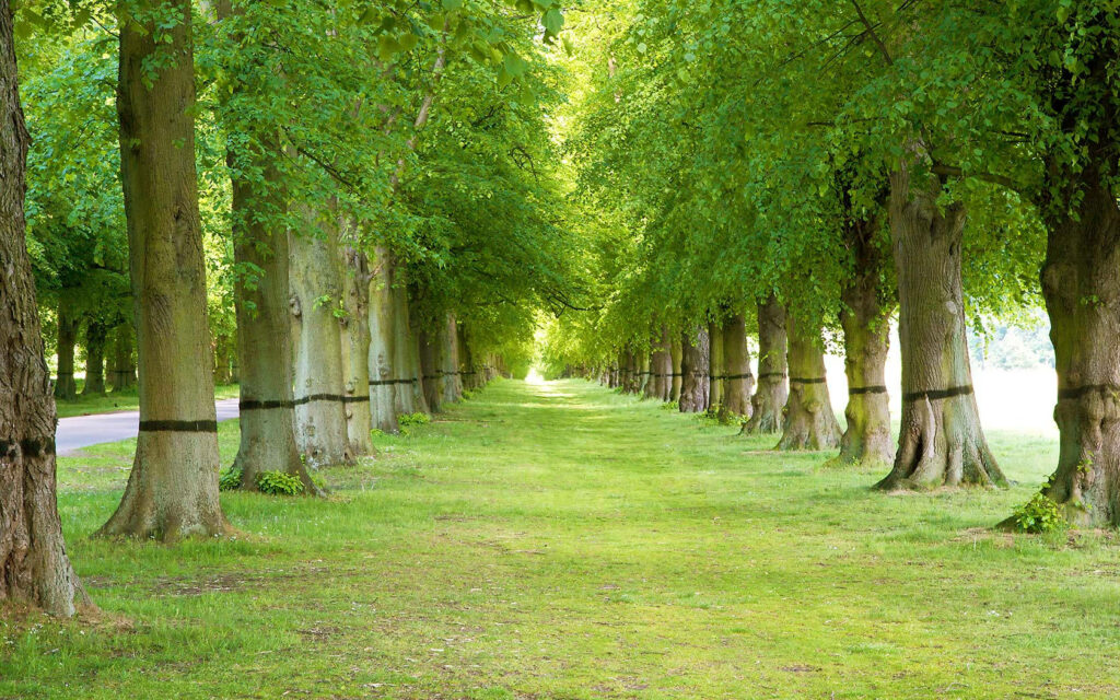Lush Green Tree Pathway Wallpaper - Serene Nature Background