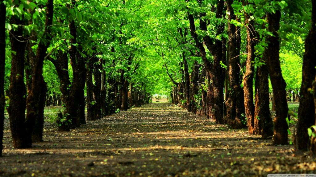 Tranquil Tree-Lined Pathway Wallpaper for a Serene Atmosphere