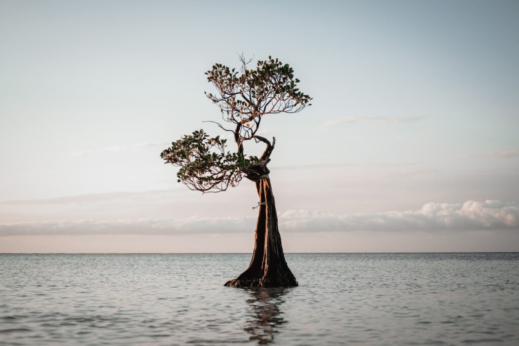 Solitary tree reflected in calm shallow water under soft sky peaceful nature wallpaper background