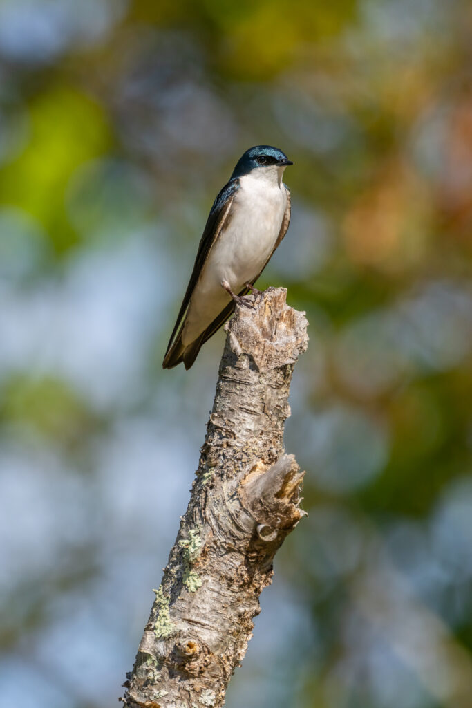 Serene Tree Swallow Perched on Branch with Vibrant Nature Background Wallpaper