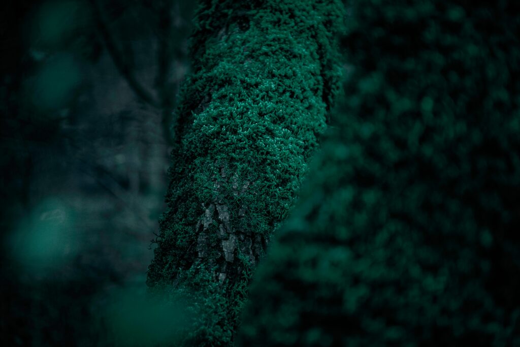 Serene Tree Trunk Covered in Green Moss - Nature Wallpaper Background